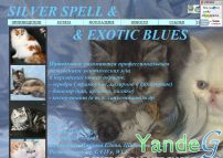 Cайт SILVER SPELL & EXOTIC BLUES - питомник экзотов и персов